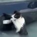 Inondations à Dubaï. Le chat trempé s'est battu pour survivre, l'enregistrement a fait le tour du monde 5 Inondations à Dubaï chat trempé battu pour survivre