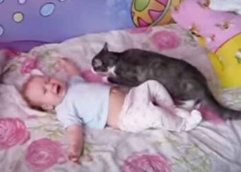 Le bébé n'arrêtait pas de pleurer. Voici comment le chat a réagi