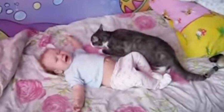 Le bébé n'arrêtait pas de pleurer. Voici comment le chat a réagi