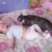 Le bébé n'arrêtait pas de pleurer. Voici comment le chat a réagi