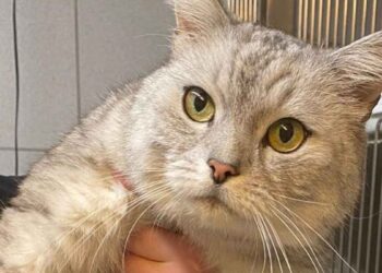 Le chat s'est retrouvé dans un refuge. La marque sur son ventre inquiète le staff