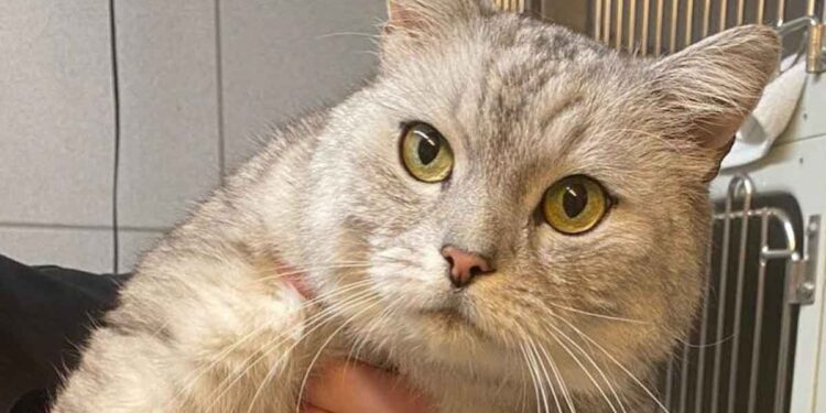 Le chat s'est retrouvé dans un refuge. La marque sur son ventre inquiète le staff