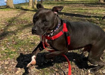 Le chien a passé 886 jours au refuge