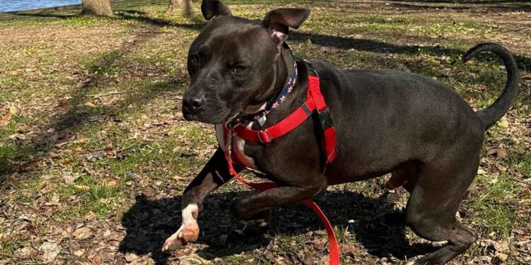 Le chien a passé 886 jours au refuge