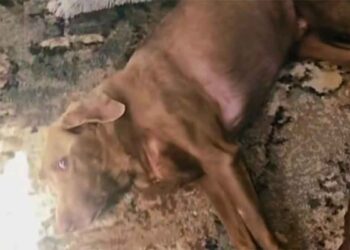 Les cœurs fondent au moment où un chien réalise qu’il peut à nouveau se tenir debout après avoir été paralysé