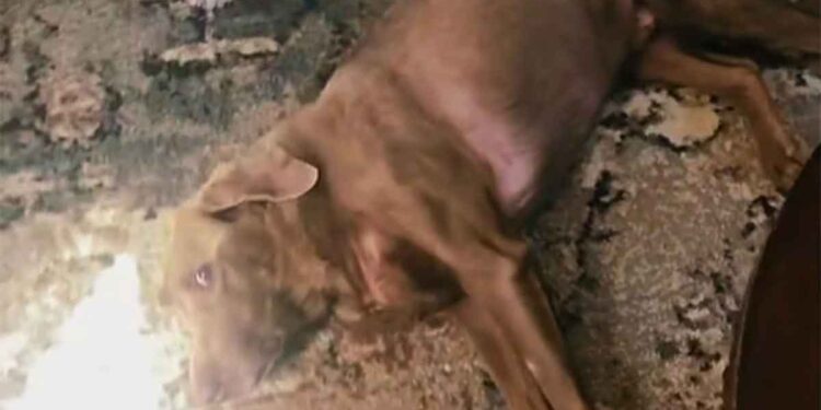 Les cœurs fondent au moment où un chien réalise qu’il peut à nouveau se tenir debout après avoir été paralysé 1 Les cœurs fondent au moment où un chien réalise qu’il peut à nouveau se tenir debout après avoir été paralysé