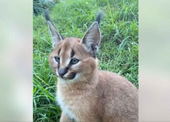L'extraordinaire talent du caracal. Cette vidéo ne peut pas être vue une seule fois