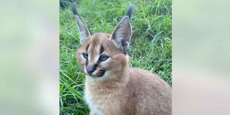 L'extraordinaire talent du caracal. Cette vidéo ne peut pas être vue une seule fois