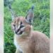 L'extraordinaire talent du caracal. Cette vidéo ne peut pas être vue une seule fois