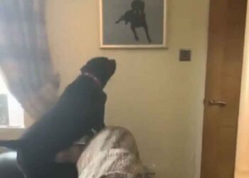Un Labrador a remarqué une peinture unique sur le mur. Sa réaction fait pleurer