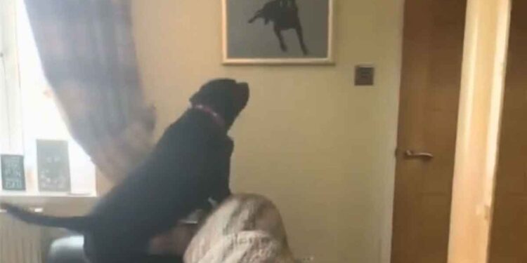 Un Labrador a remarqué une peinture unique sur le mur. Sa réaction fait pleurer 1 Un Labrador a remarqué une peinture unique sur le mur. Sa réaction fait pleurer