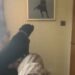 Un Labrador a remarqué une peinture unique sur le mur. Sa réaction fait pleurer