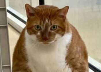 Un chat en surpoids se bat pour sa santé. Une thérapie non évidente a été décidée