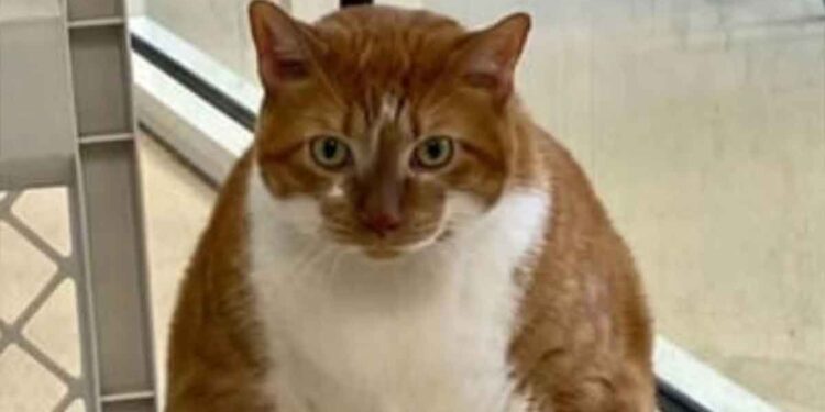 Un chat en surpoids se bat pour sa santé. Une thérapie non évidente a été décidée 1 Un chat en surpoids se bat pour sa santé. Une thérapie non évidente a été décidée