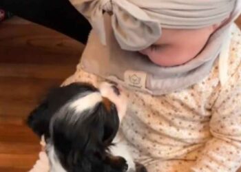 Un chiot et un bébé se rencontrent pour la première fois