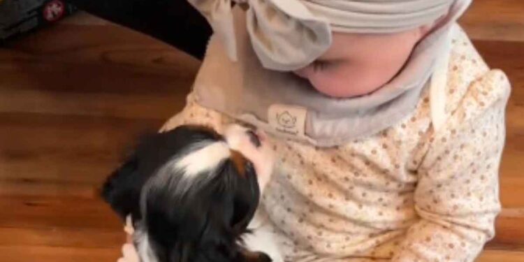 Un chiot et un bébé se rencontrent pour la première fois