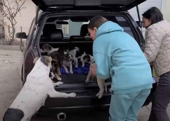 Une maman chien déspérée recherche ses chiots volés pendant des jours