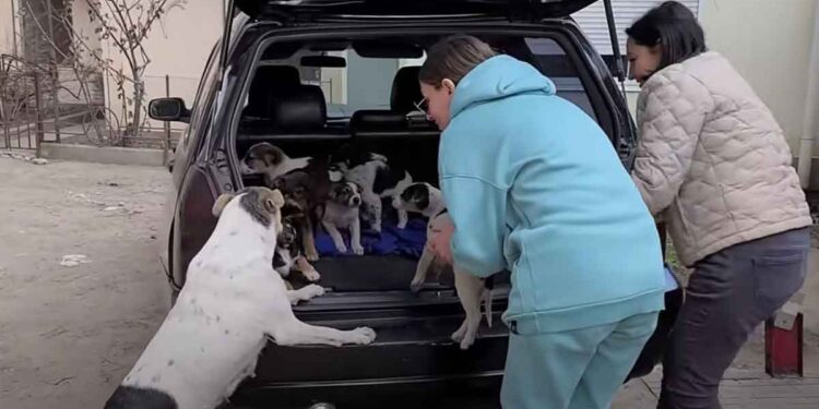 Une maman chien déspérée recherche ses chiots volés pendant des jours