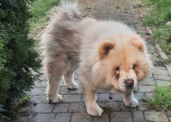 Une propriété valant des millions et un chien mourant dessus. Beza ne méritait pas un tel sort