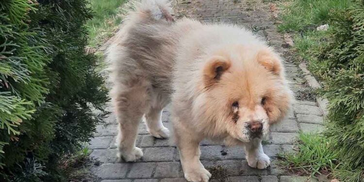 Une propriété valant des millions et un chien mourant dessus. Beza ne méritait pas un tel sort