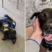 Un chien émacié et partiellement aveugle retrouve un foyer après avoir été abandonné – à deux reprises