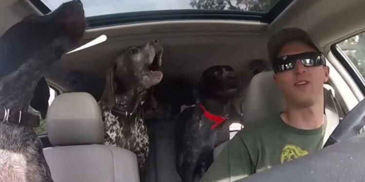 excitation des chiens était sans fin