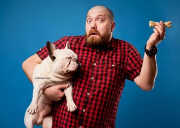 10 races de chiens les plus souvent volées