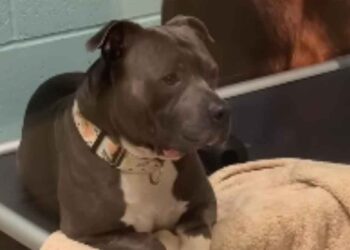 200 jours personnel refuge appelé propriétaires du chien