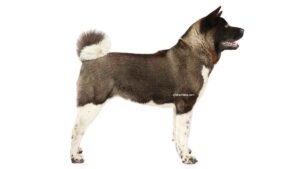 Akita Américain