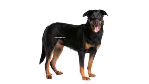 Beauceron (Berger de Beauce)