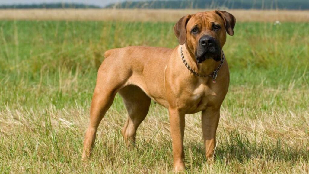 Boerbull Boerboel