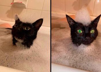 Ce chat aime se joindre à sa propriétaire à chaque fois qu'elle se baigne