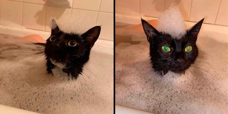 Ce chat aime se joindre à sa propriétaire à chaque fois qu'elle se baigne