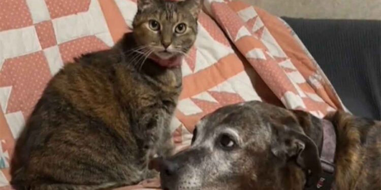 Ce chien de 14 ans vient tous les soirs chez le chat