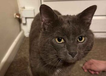 Cela fait 2 ans que son chat a disparu