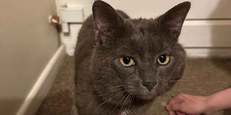 Cela fait 2 ans que son chat a disparu