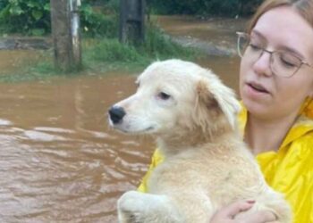 Ces chiens sauvés des inondations au Brésil continuent de « nager » même après avoir été secourus