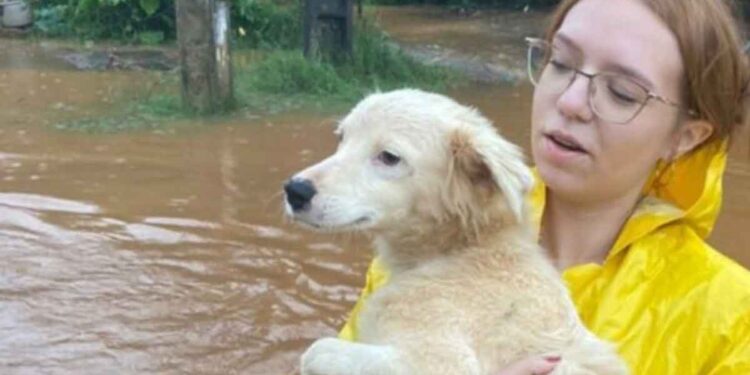 Ces chiens sauvés des inondations au Brésil continuent de « nager » même après avoir été secourus
