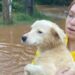 Ces chiens sauvés des inondations au Brésil continuent de « nager » même après avoir été secourus