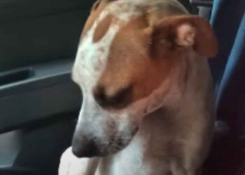 Elle a recueilli un chien négligé. Son geste, une fois en sécurité, provoque une mer de larmes