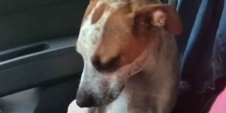 Elle a recueilli un chien négligé. Son geste, une fois en sécurité, provoque une mer de larmes