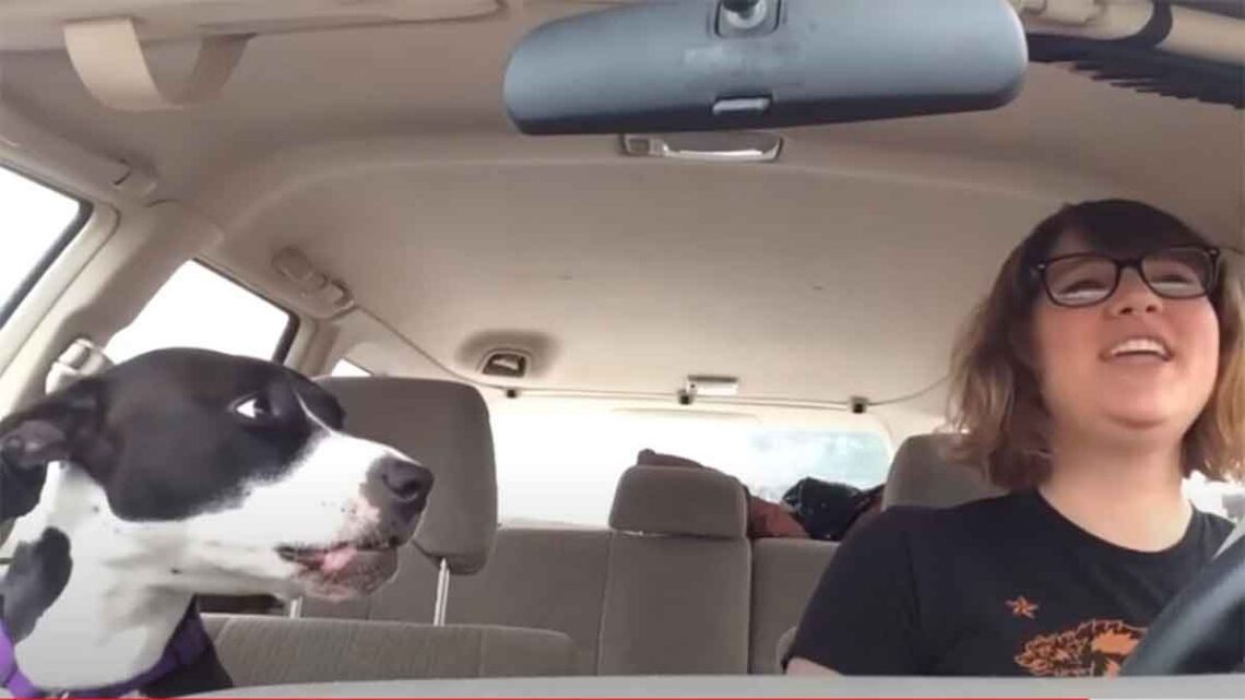 Elle conduisait avec son chien et cette chanson est passée à la radio. Voici comment l'animal a réagi 1 Elle conduisait avec son chien et cette chanson est passée à la radio. Voici comment l'animal a réagi