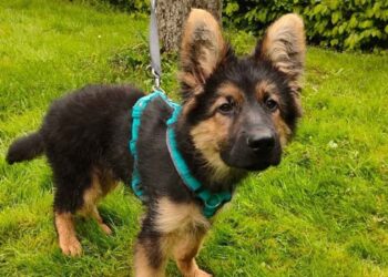 Elle était sûre d'acheter un chien de berger