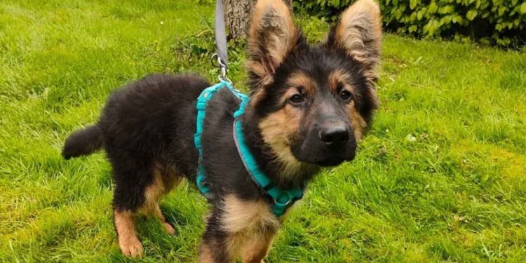 Elle était sûre d'acheter un chien de berger. Elle n'a même pas attendu le matin pour l'emmener au refuge 1 Elle était sûre d'acheter un chien de berger