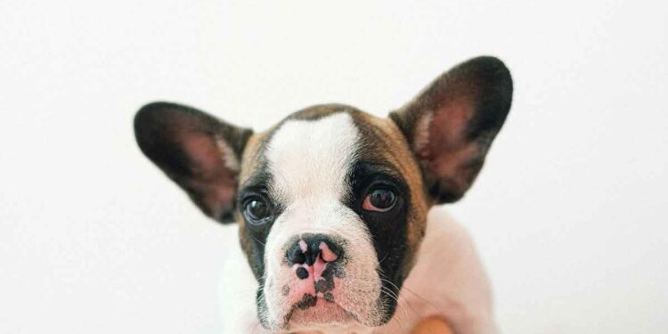 Elle pensait avoir acheté un bouledogue français