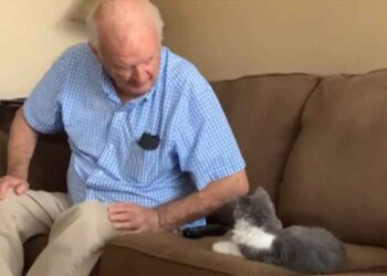 Il a laissé l'animal sous la garde de son grand-père, qui détestait les chats. Il n'a pas prédit comment ça finirait