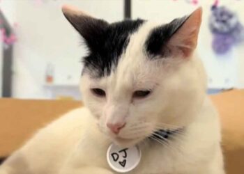 Il semblait que le chat du refuge avait trouvé un nouveau foyer. Son bonheur n’a duré que 38 jours