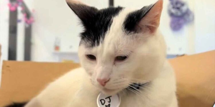 Il semblait que le chat du refuge avait trouvé un nouveau foyer. Son bonheur n’a duré que 38 jours