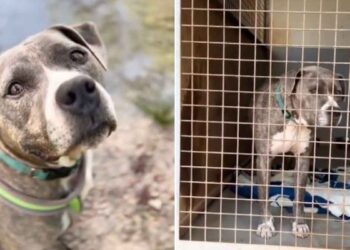 Ils ont adopté un chien dans un refuge et après quelques mois, ils ont passé une annonce