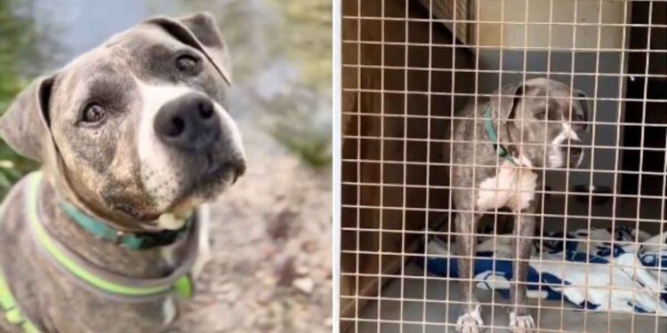 Ils ont adopté un chien dans un refuge et après quelques mois, ils ont passé une annonce